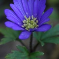 Balkan-Windröschen (Anemone blanda)